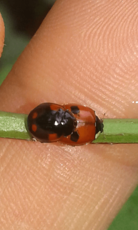 Coccinellidae : Adalia bipunctata? S.